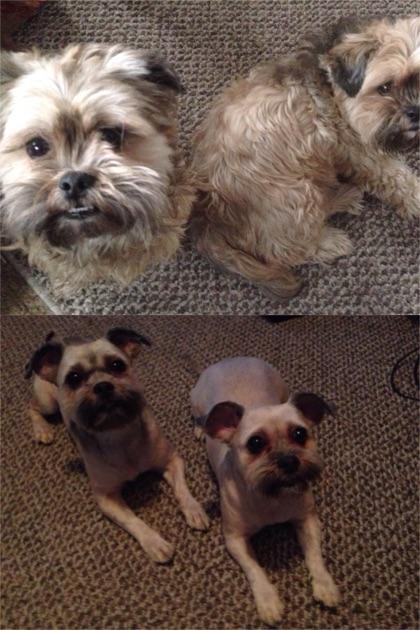Before and after haircuts on their 6th birthday 