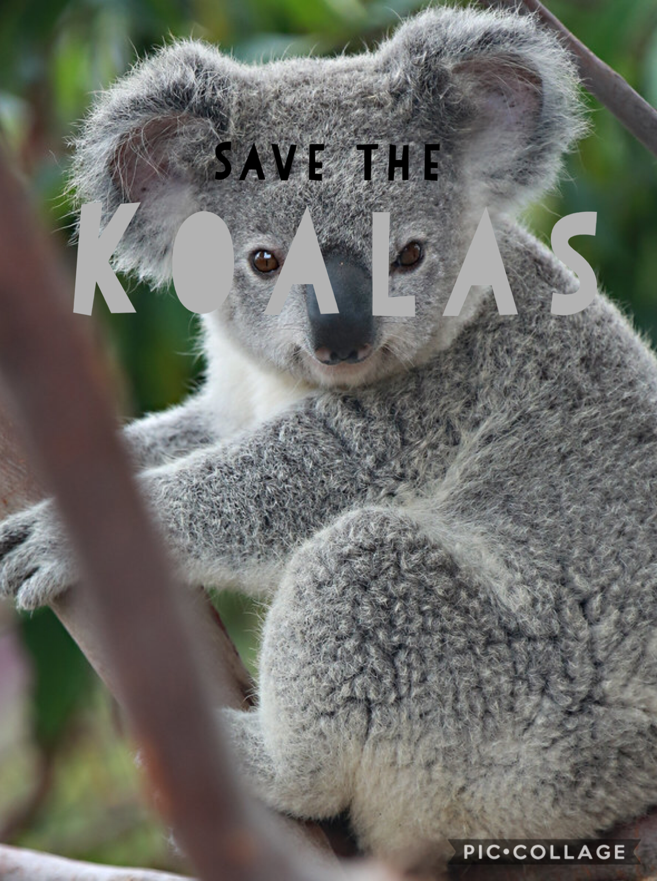 Save the koalas 🐨 