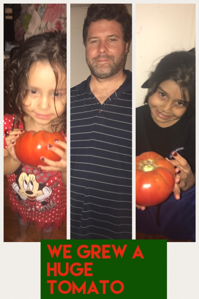 We grew a huge tomato