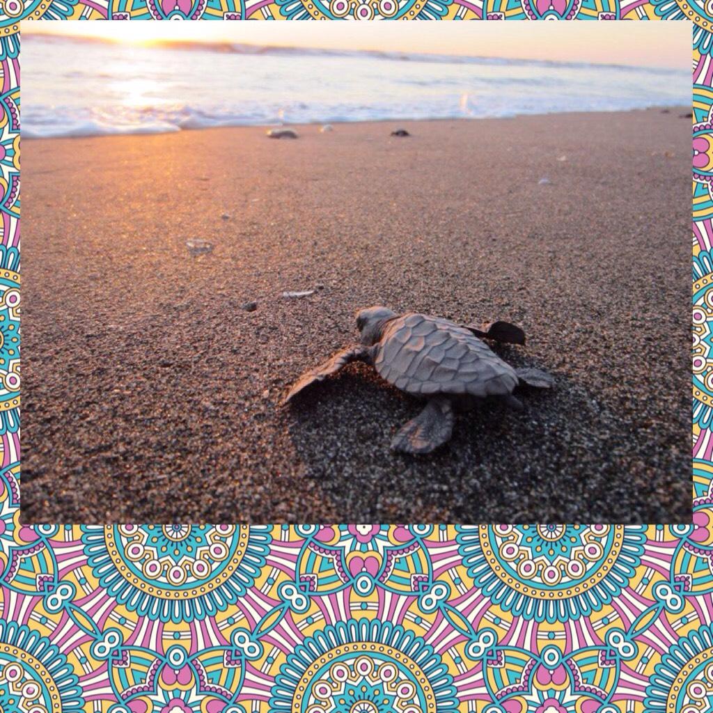 Turtle 🐢 love ❤️ 