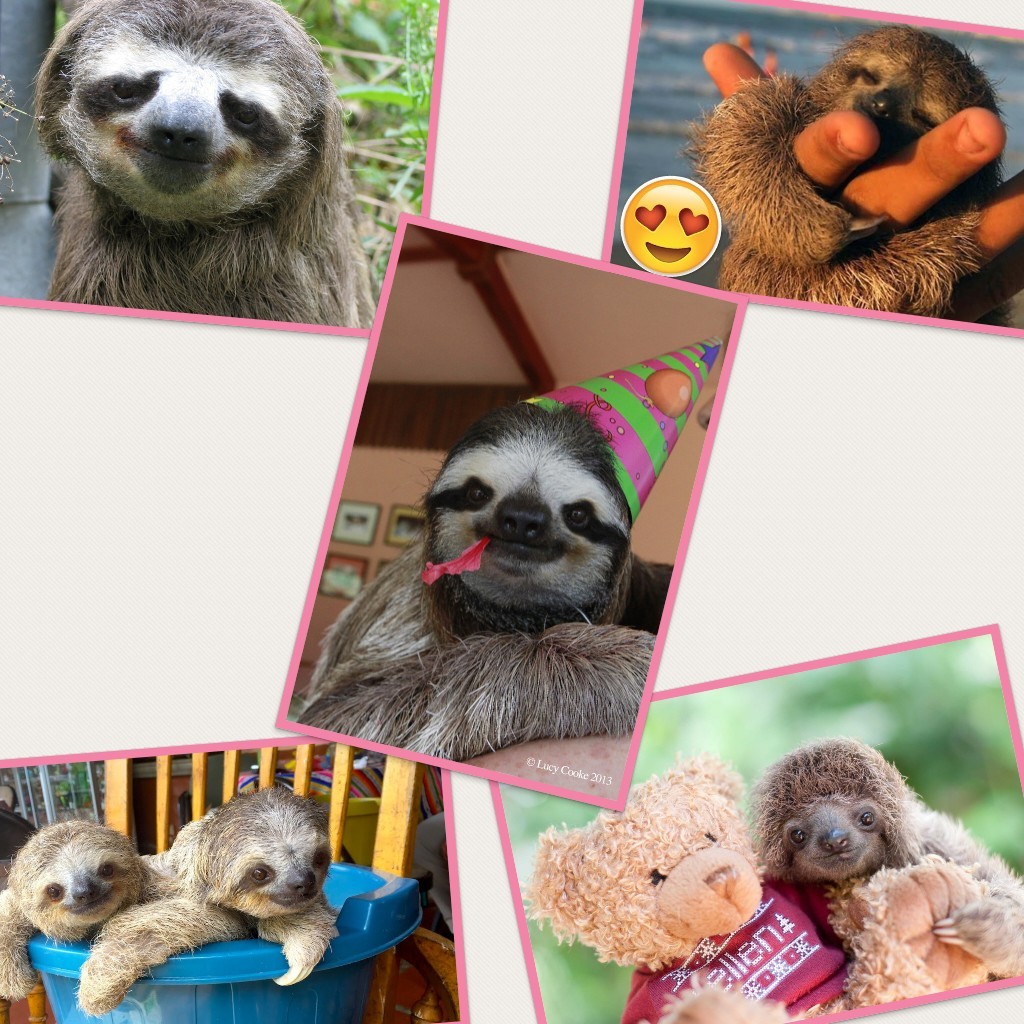 Remix if you love these sloths 😍