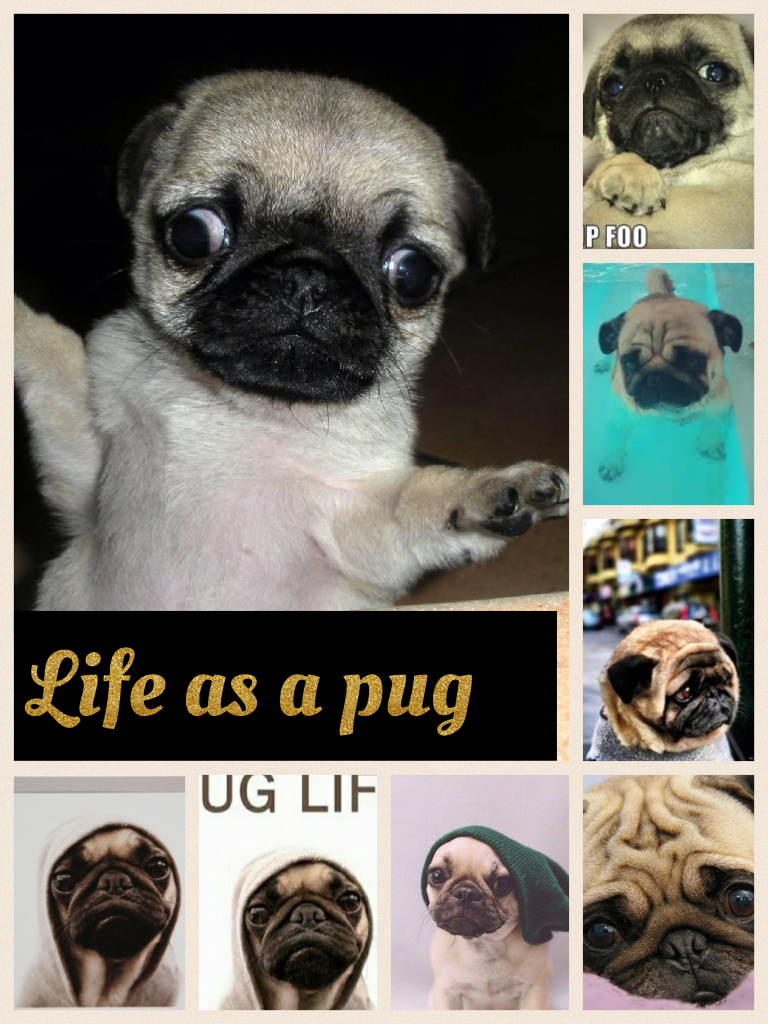 Life as a pug 