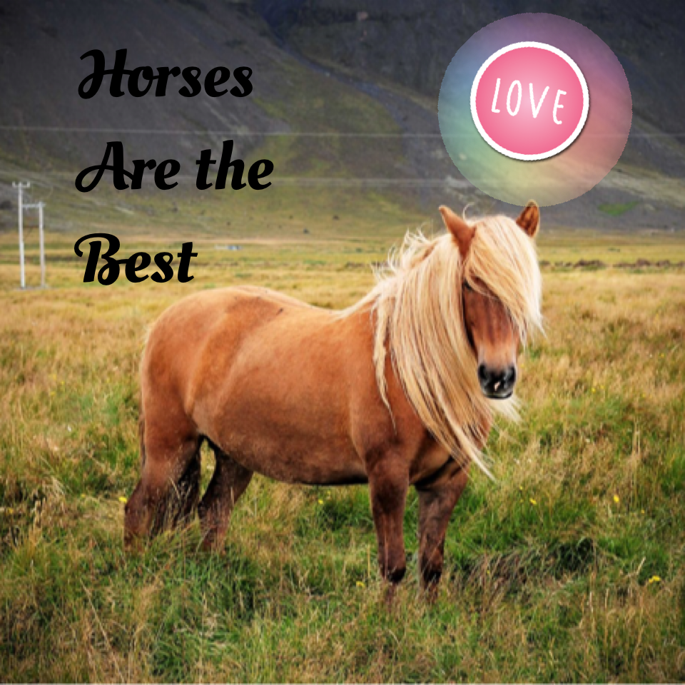 Horses Are the Best