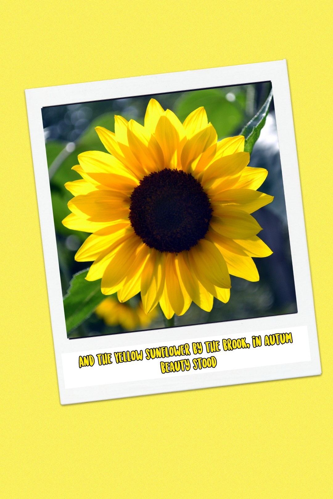And the Yellow sunflower by the brook, in autum beauty stood.
i was inspired by a perosm who adored these sunflowers and so i thought why not make one repersenting sunflowers and added extra detail with a beautiful quote😊