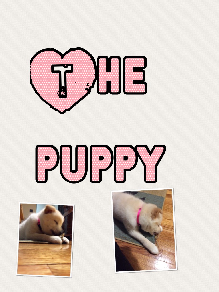The puppy
