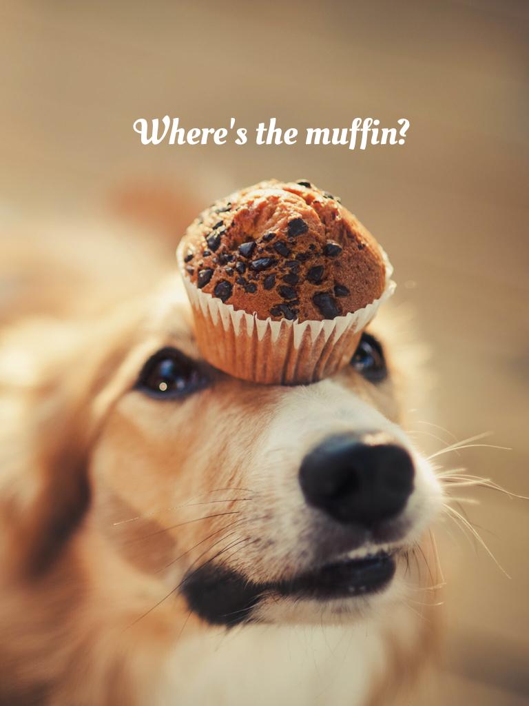 Where's the muffin?