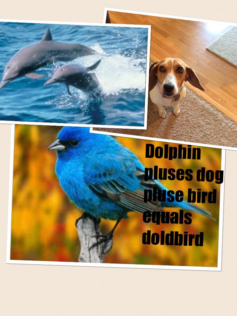 Dolphin pluses dog pluse bird equals doldbird