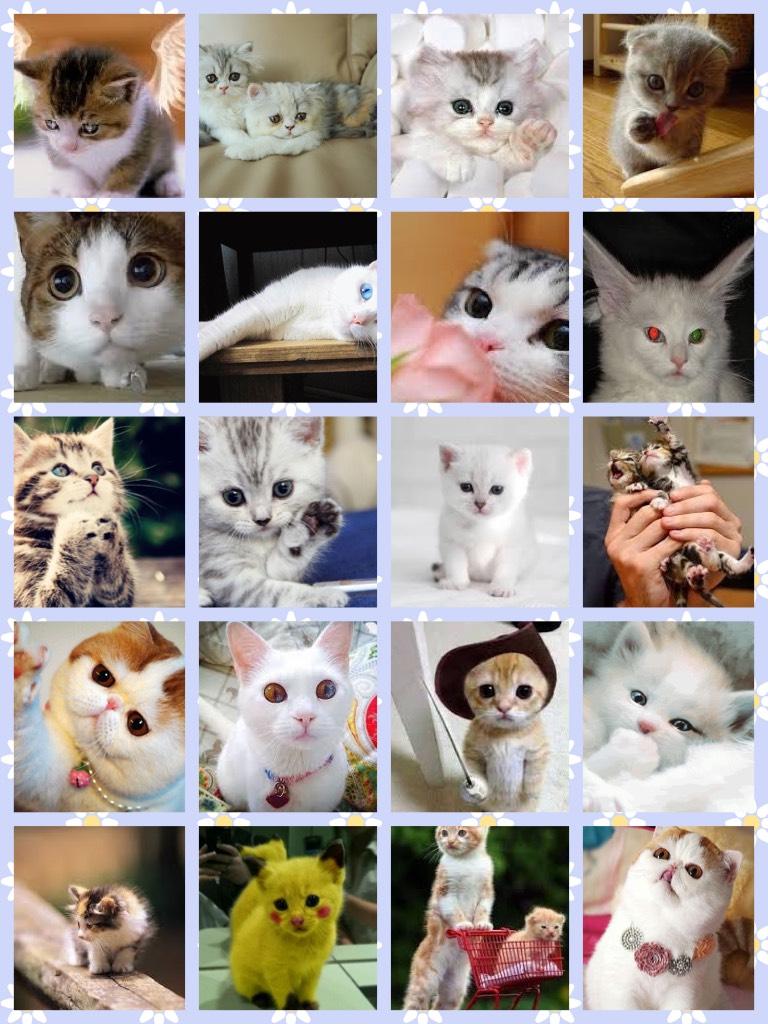 Who loves kittens 🐱 