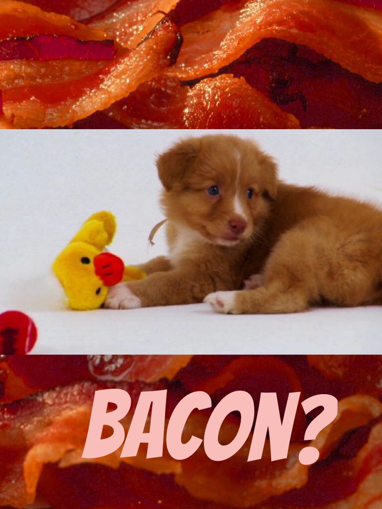 Bacon?