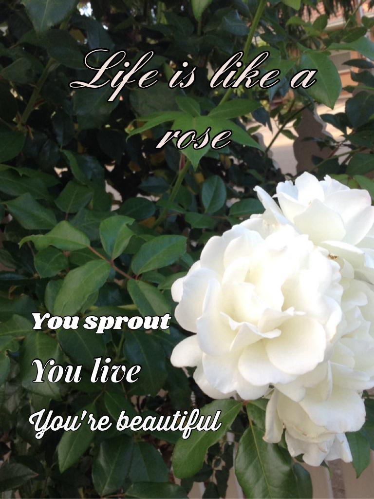 Life is like a rose