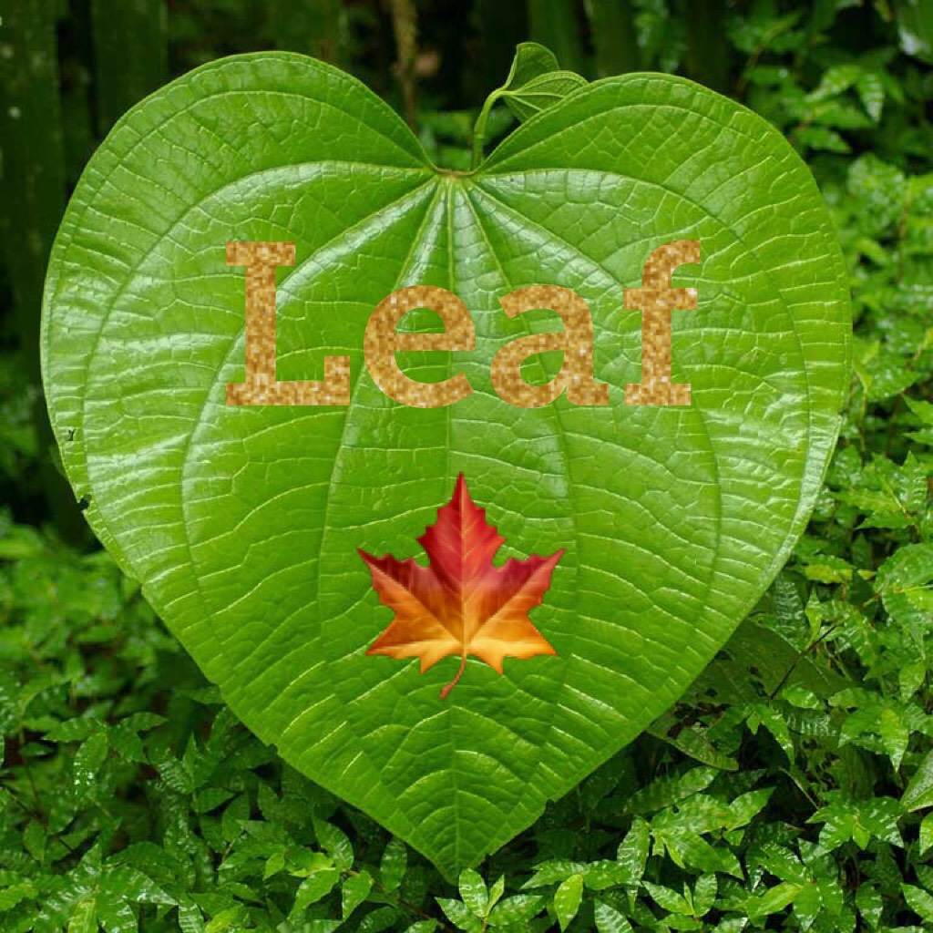 Leaf 🍁 