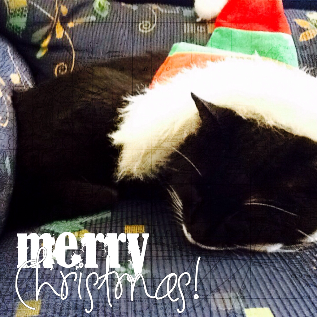 Merry Christmas! #mycat 😻