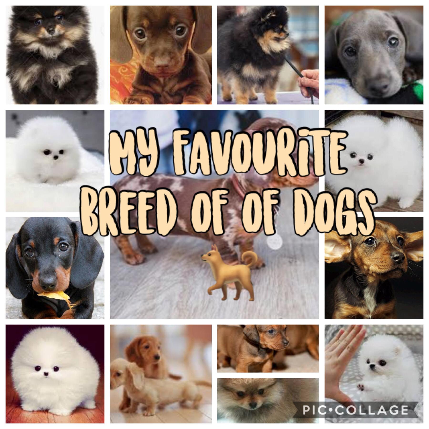 My favourites breed of dog aren’t they so cute. I wish for a dog everyday but I never get one. Comment down bellow if you have a dog and what breed or what your favourite dog breed is love y’all bye 👋🏾.