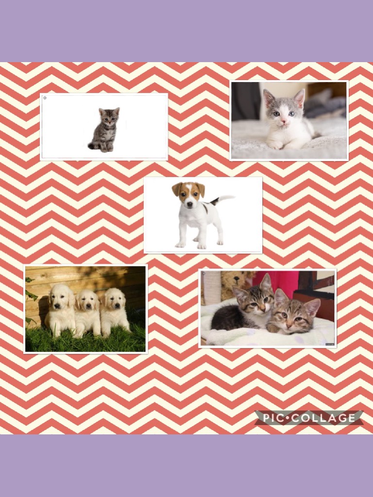 Collage by kyla_patterson_dog_123