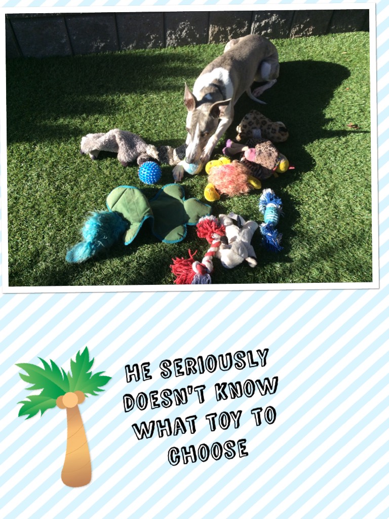 He seriously doesn't know what toy to choose
