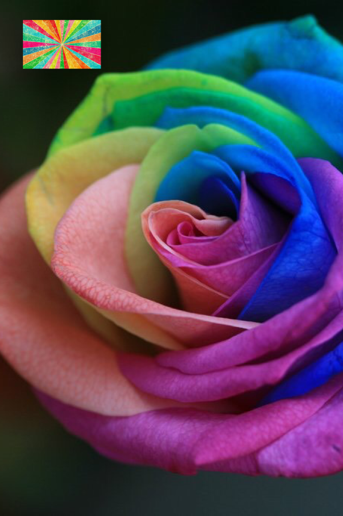 Rainbow roses
❤️❤️❤️💕