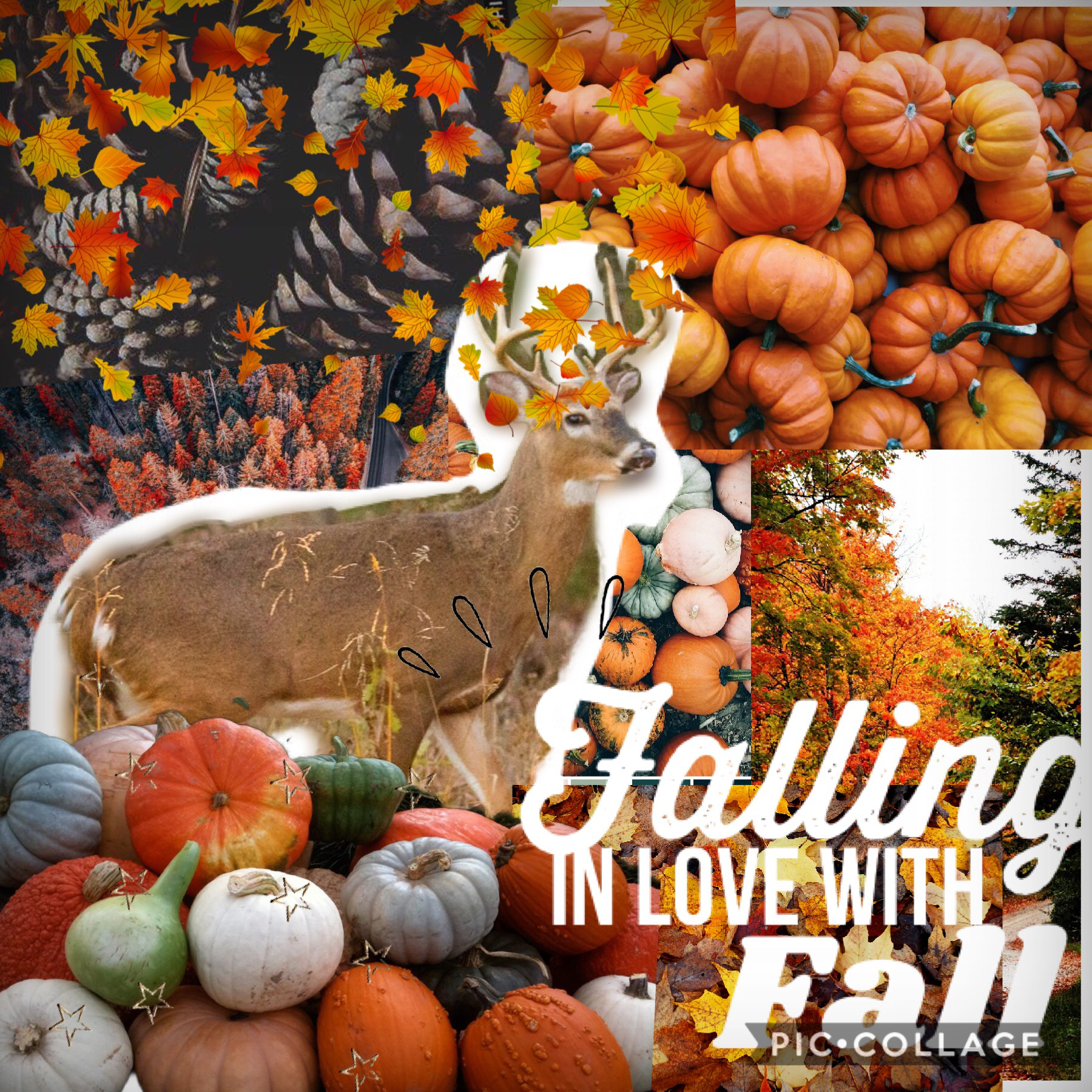 Yes, more fall collages!😋🍂🍁