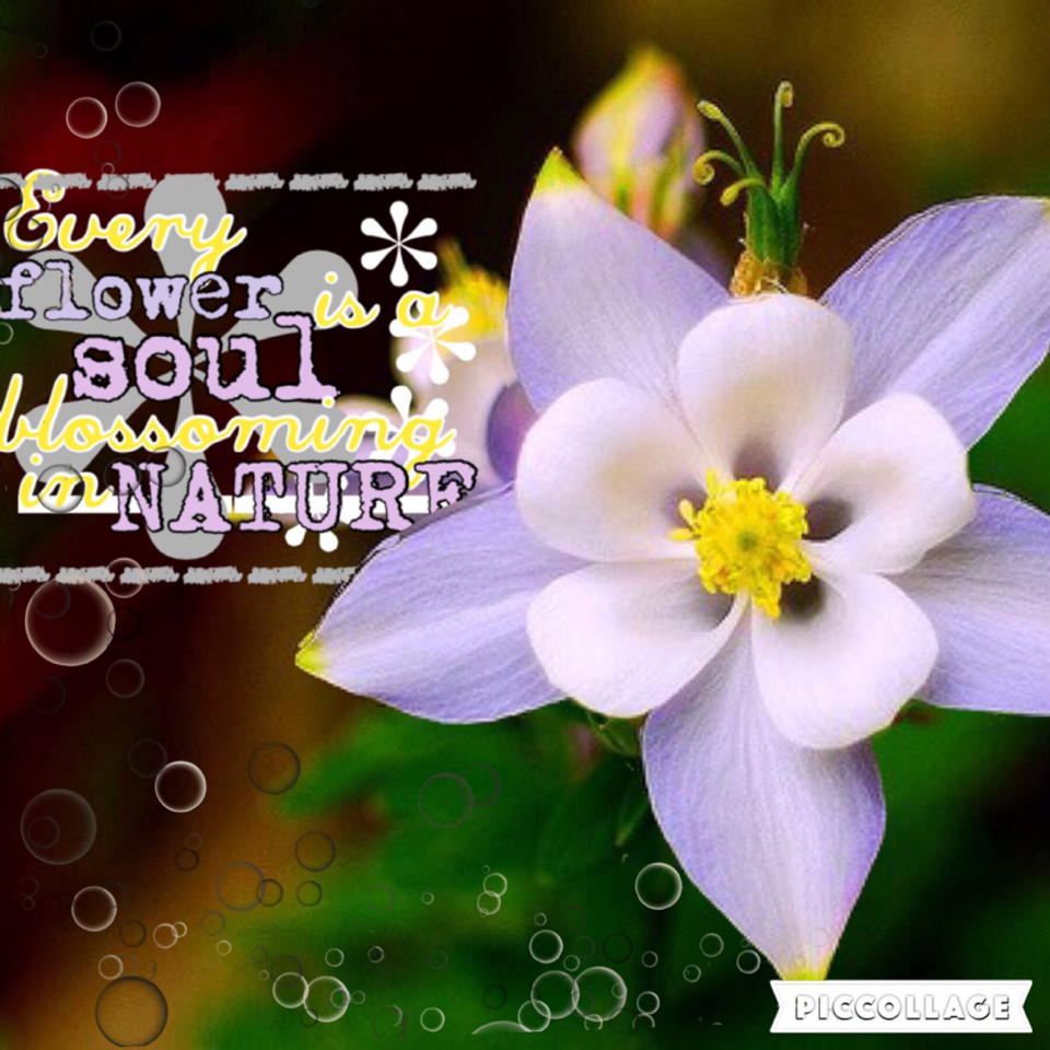 Click! 🌸
Hope you enjoy! 😊 Rate this! 💜 I love this quote!- Every flower is a soul blossoming in nature 🌸🙈 Thanks! 