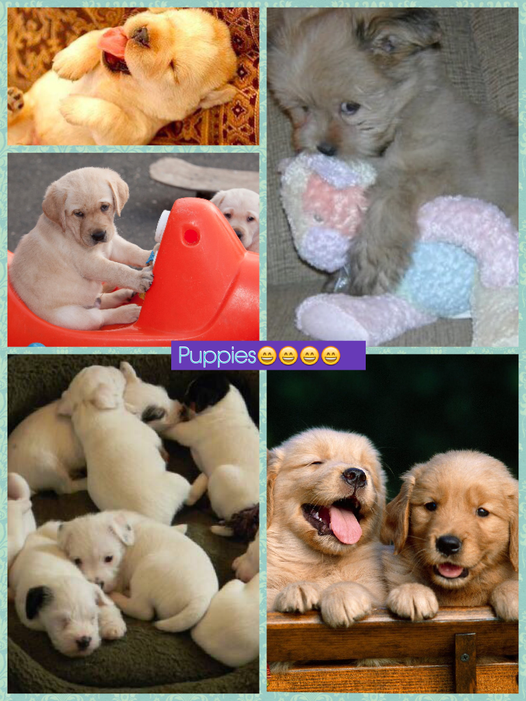 Puppies!!!!😃😃😃