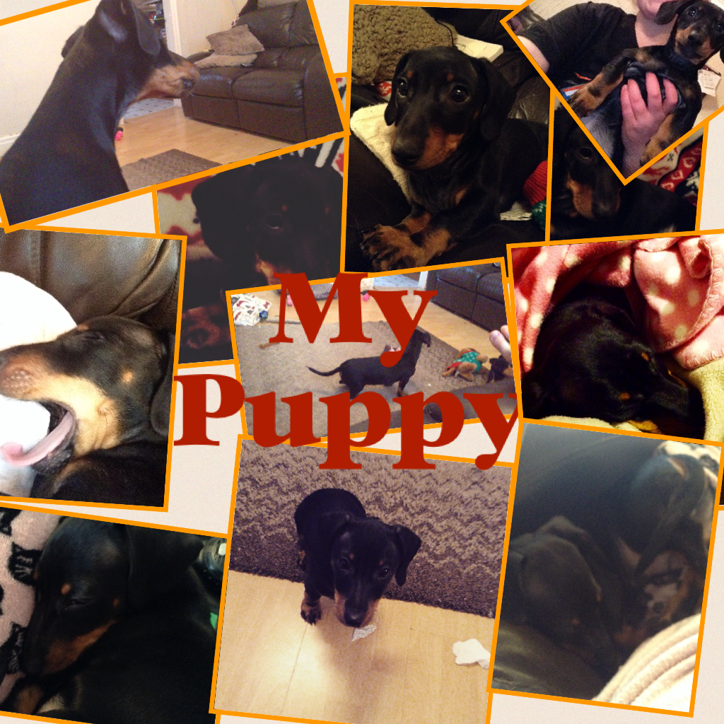 My
Puppy