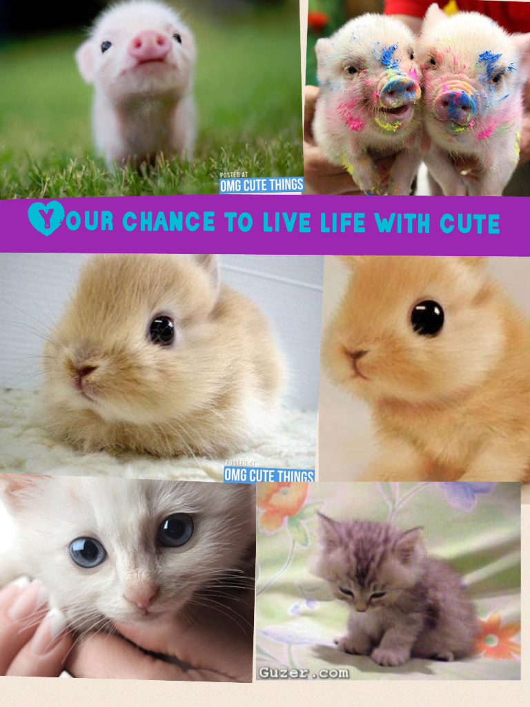 Your chance to live life with cute