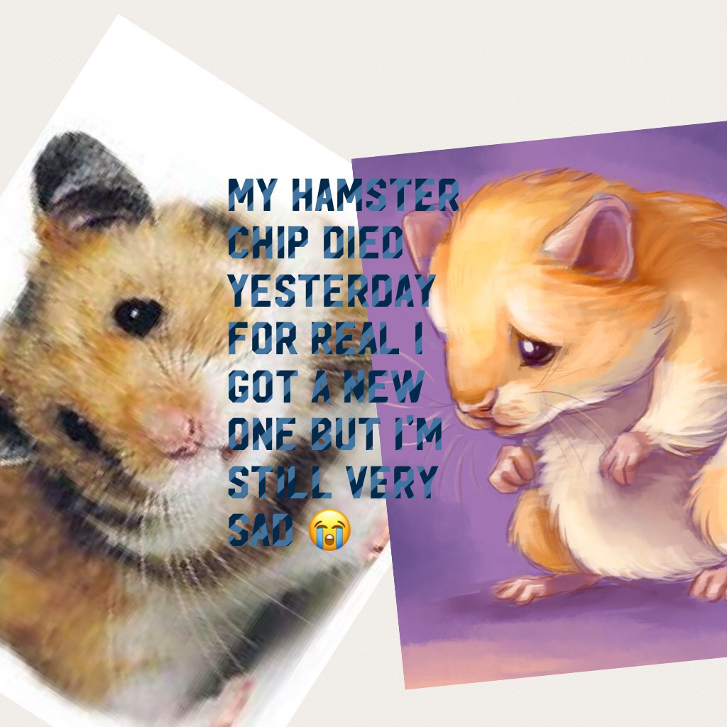 My hamster chip died yesterday for real I got a new one but I'm still very sad 😭 