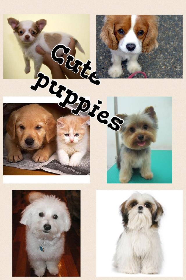 Cute puppies
I hope you like this
