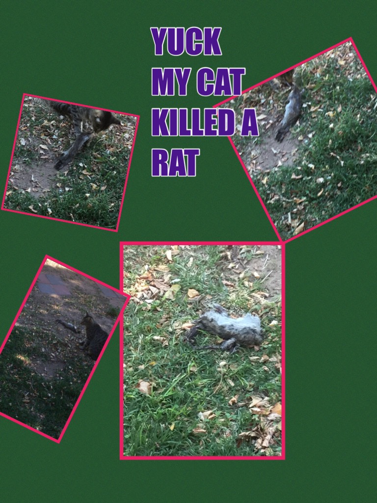  MY CAT KILLED A RAT!!!!!!!!