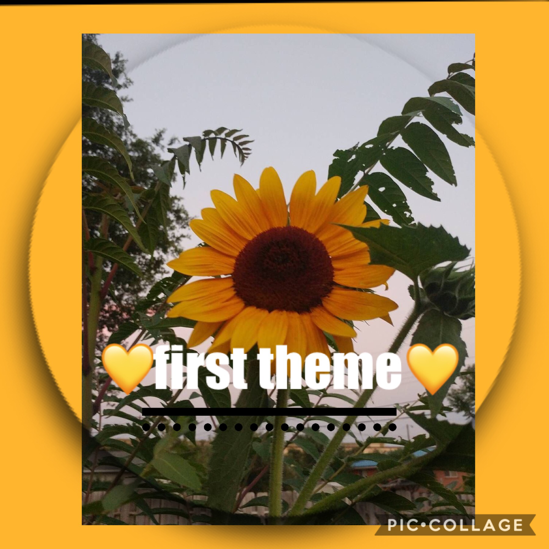 🌻SUNFLOWERS!😂🤤
new theme/first theme 
tell me whatcha think...
should i do more?