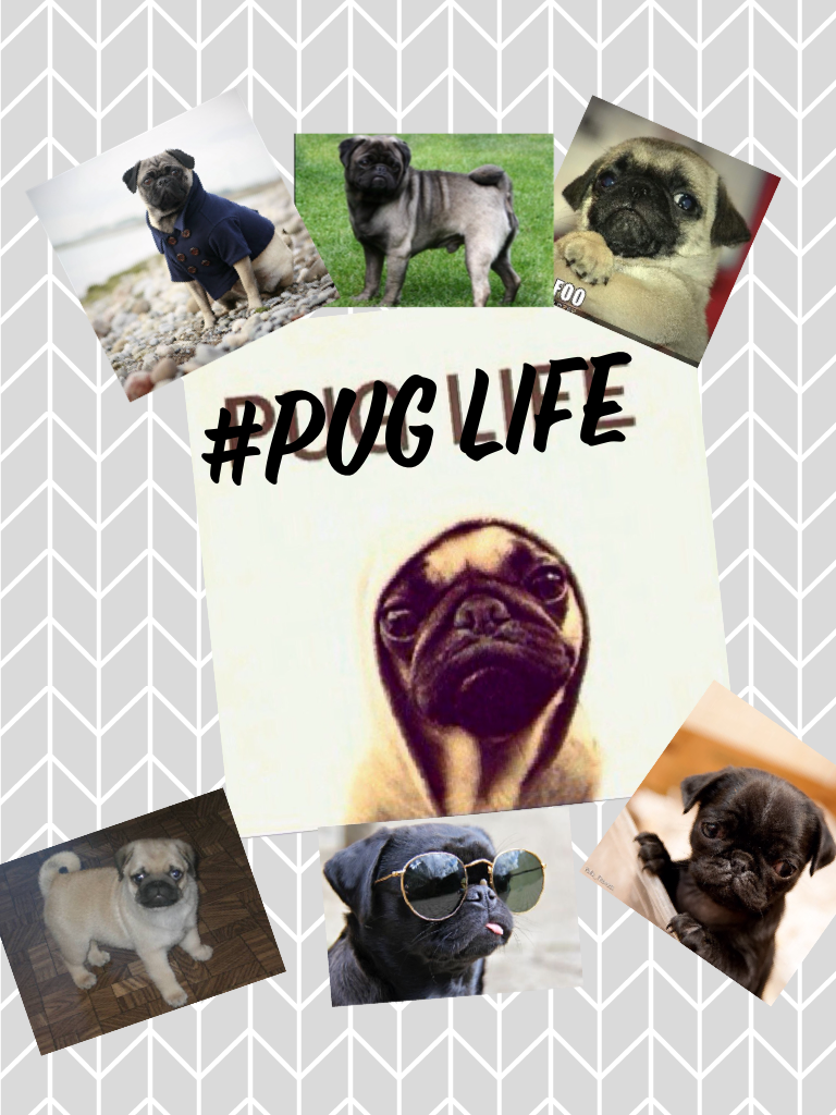 #pug life 