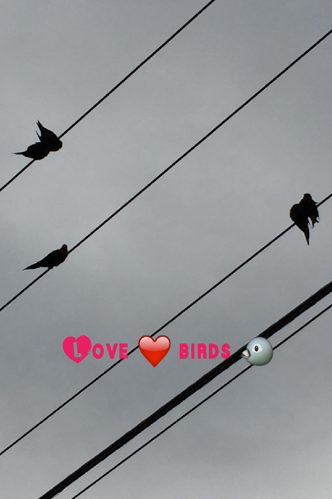 Love ❤️ birds 🐦 