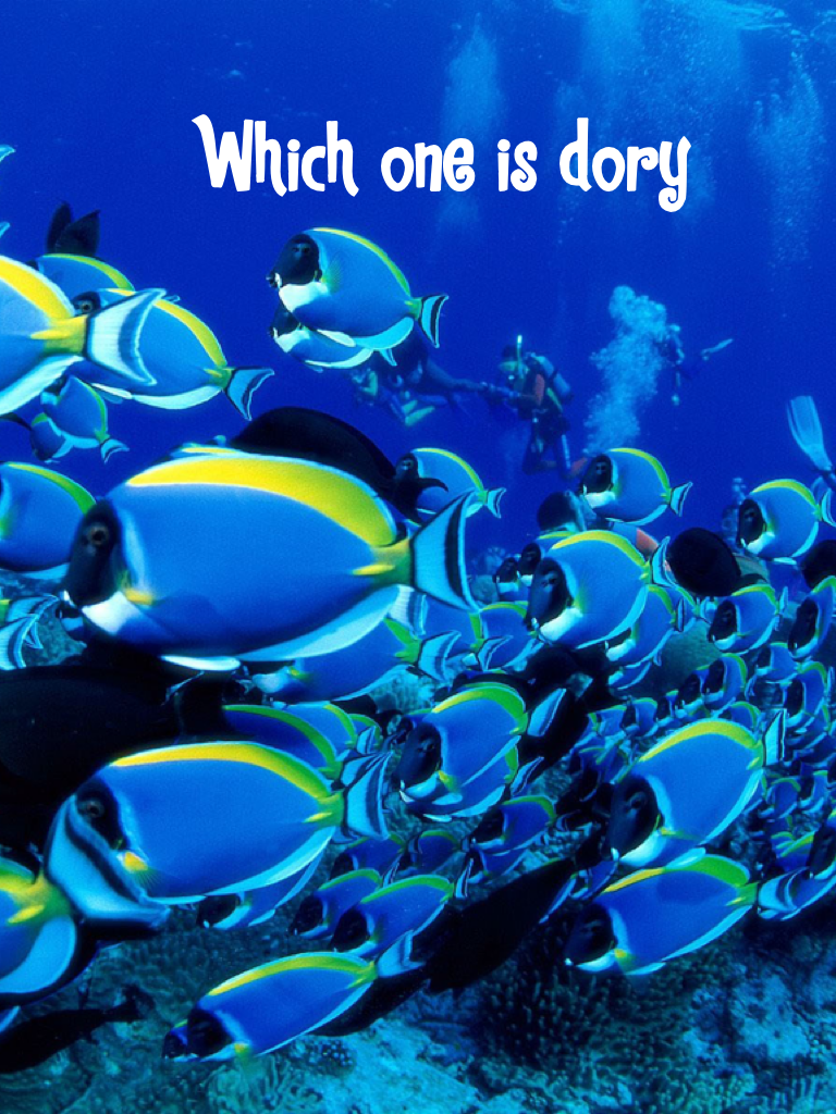 Which one is dory
