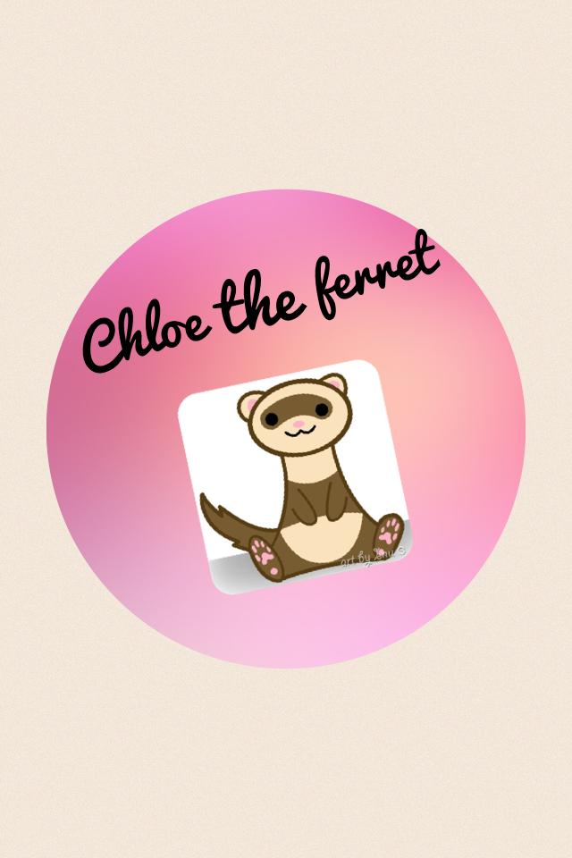 Chloe the ferret