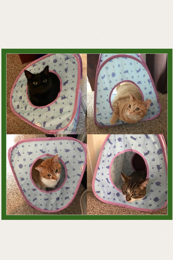 My four kittys!