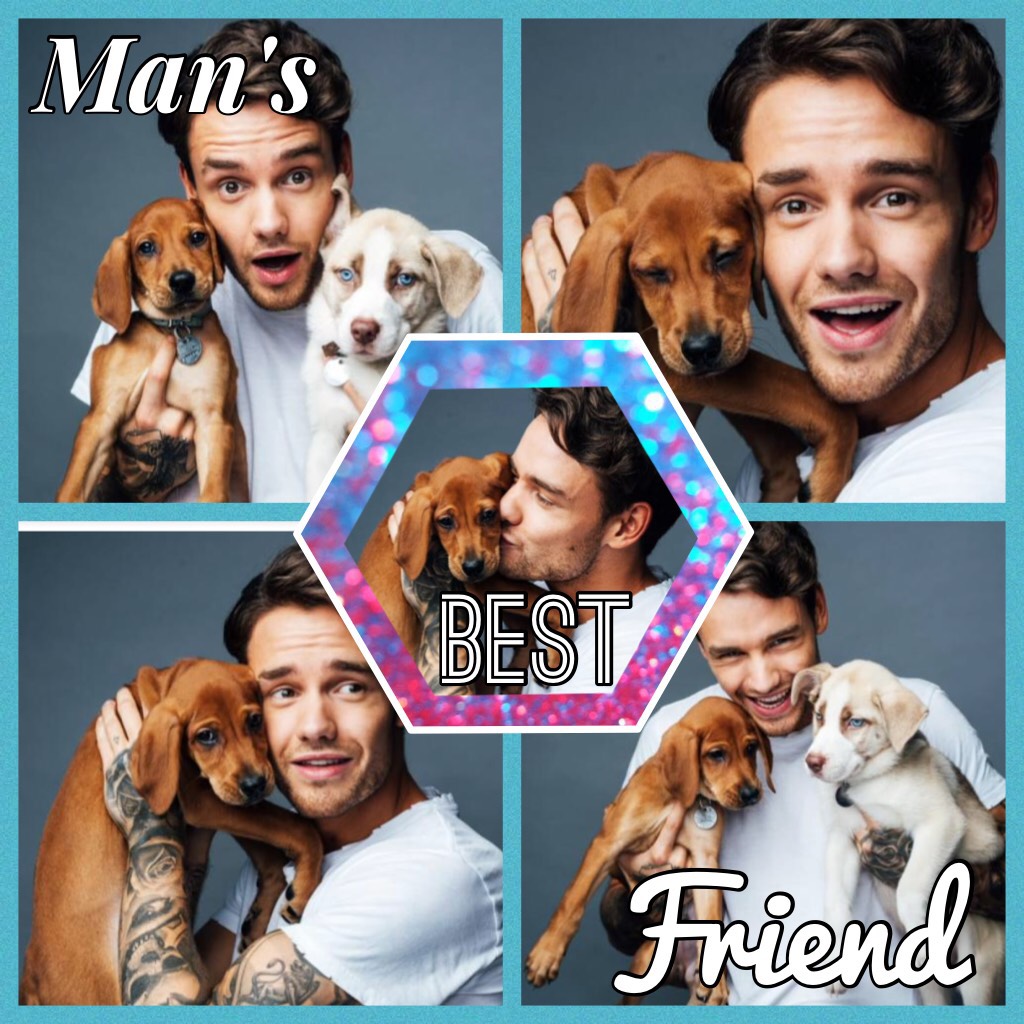 Collage featuring Liam Payne! My favorite! And I love dogs so much and these puppies are so adorable!❤️❤️❤️