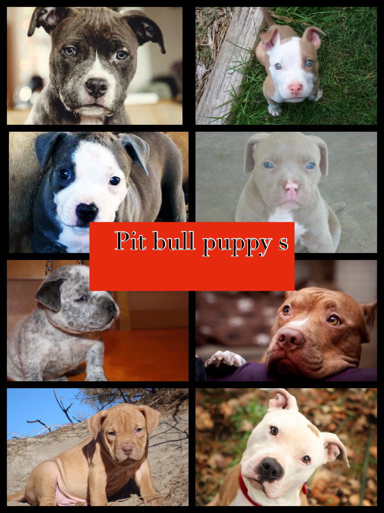 Pit bull puppy s
