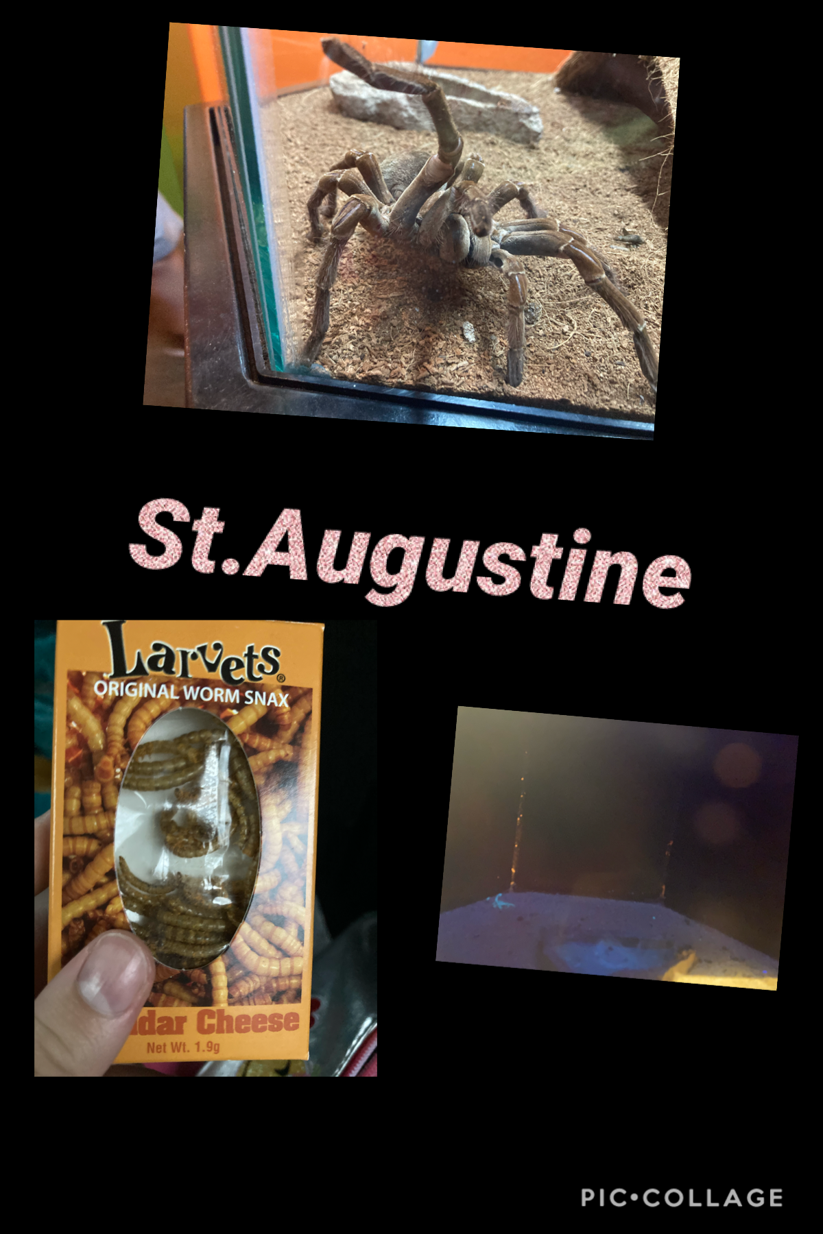 I went to at Augustine but I didn’t get any pictures of ripleys believe or not sorry guys