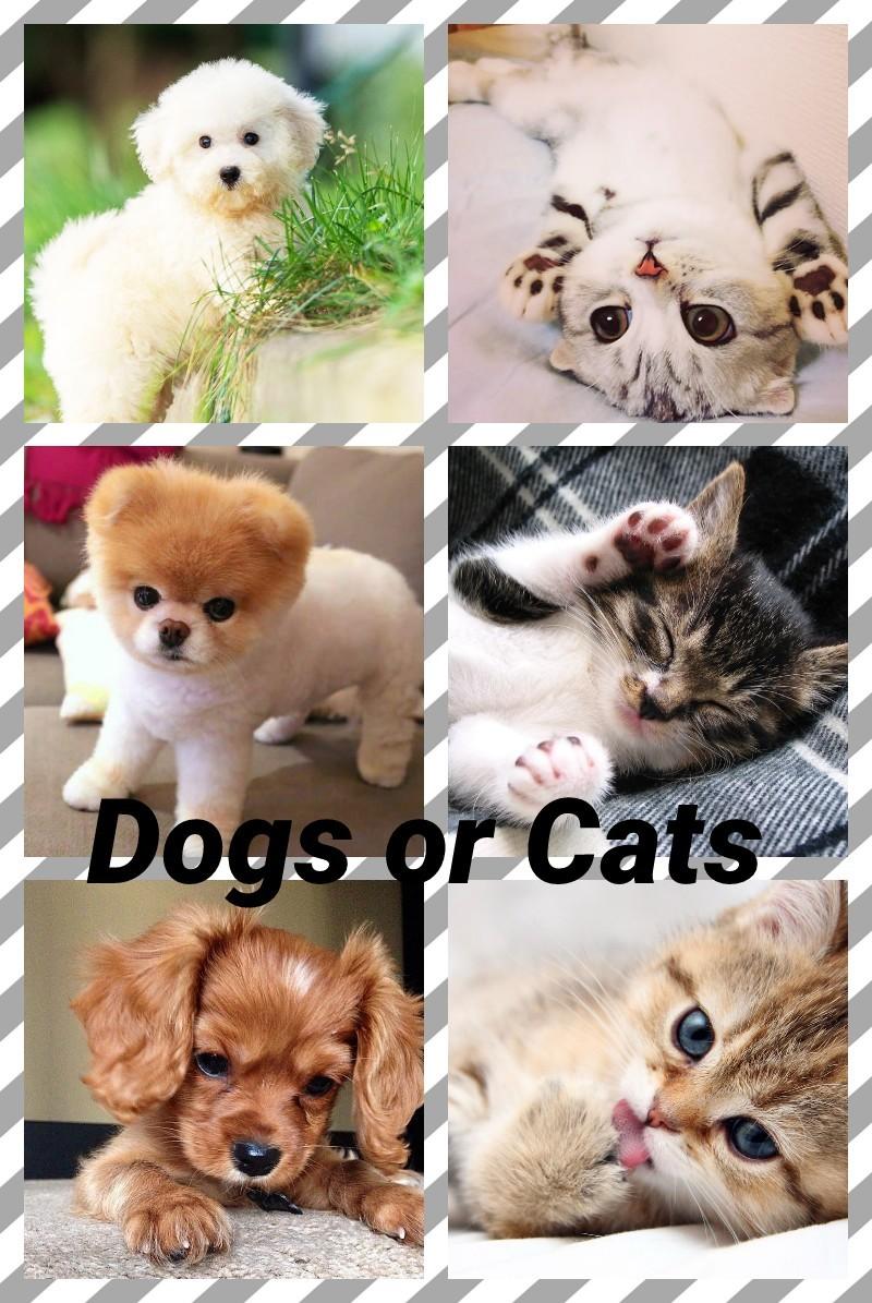 🐶tap the dog or cat🐱
I like dogs better what do like comment or circle.