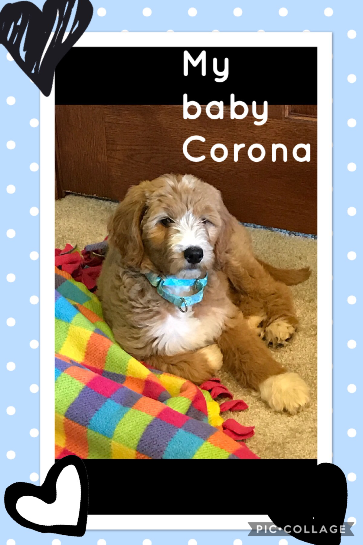 My baby puppy Corona 