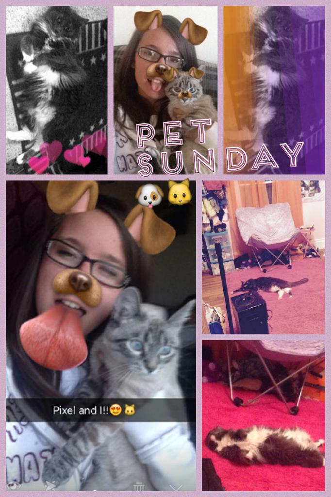Pet Sunday 🐶🐱 made it up!! Pass it on!! It's pet Sunday!! Not only put Jesus first, put pets!! You should love your pets! Pass it on!!🐹🐭🐰🐍🐠🐟🐢🐁🐀🐇🐈🐩🐕🐾🐾🐾🐾🐾🐾🐾🐾🐾🐾🐾🐾❤️