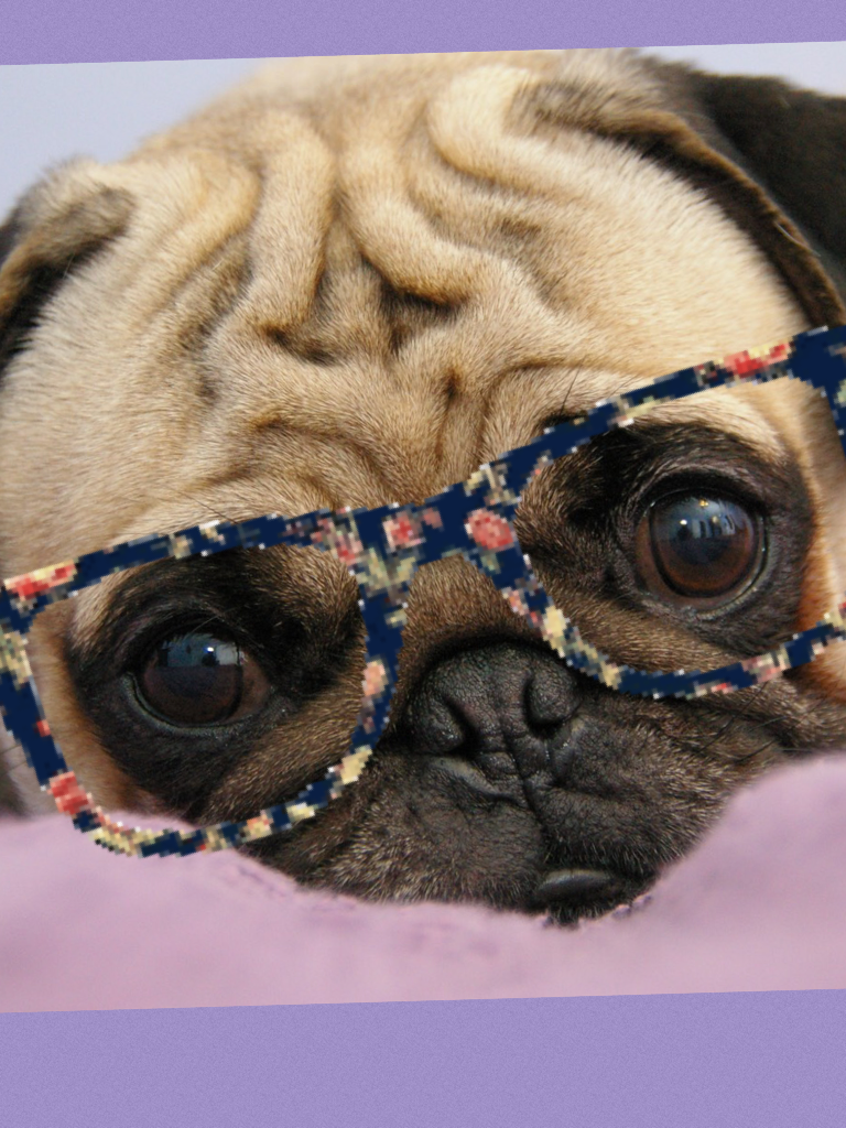 pugs for LIFE!!!!!!!