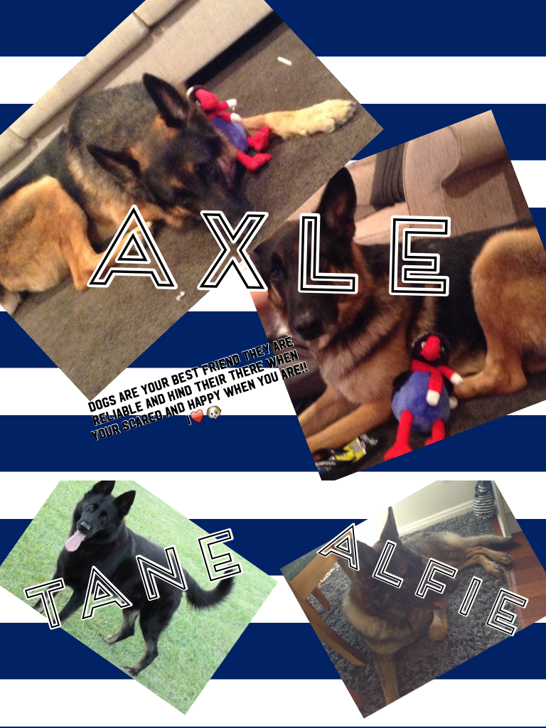Axle and Tane are my dogs and Alfie is my friends!
Dogs are your best friend their there when you need them and there for you when you scared happy when you are and they love almost as much as a good bone or a great belly rub!!
