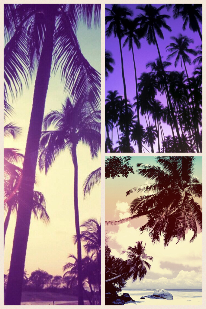 Palm trees!!!