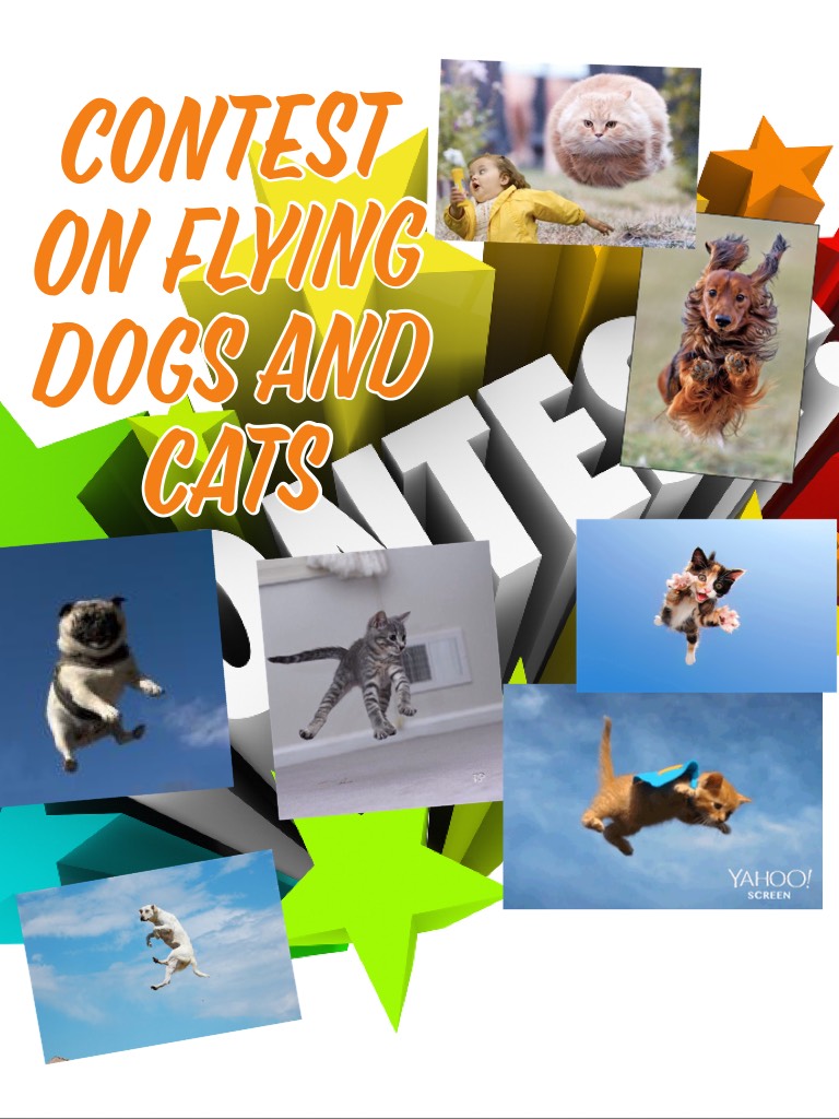 Contest on flying dogs and cats