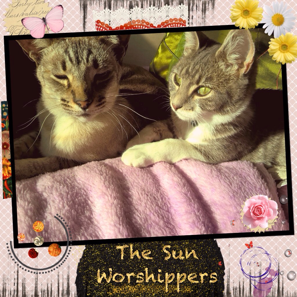 The Sun Worshippers: The Prince of Cats and Miss C