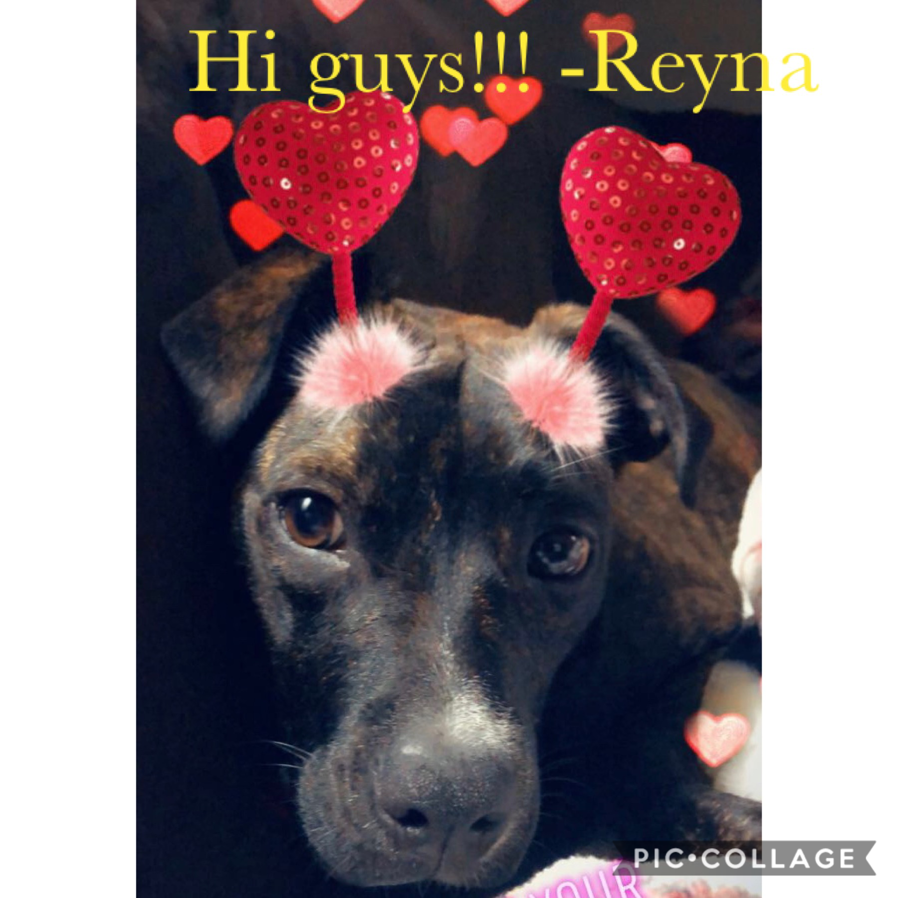 Tap 




Hello sorry I’ve been gone!! REYNA SAYS HI!!!!!!!!