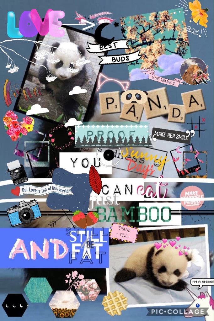 Panda 🐼 Funny Quote