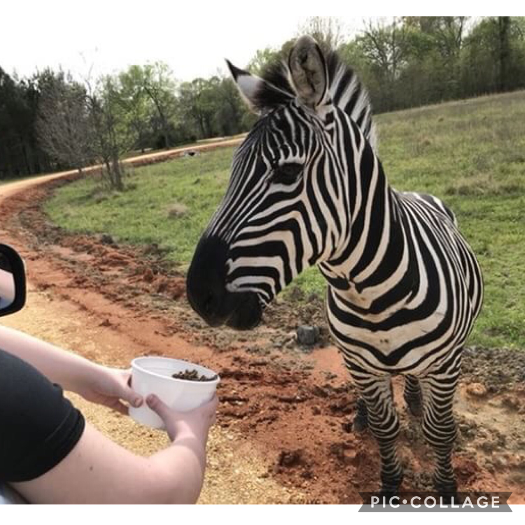I made a friend last night she sent me pics of this zebra his name is chad and I love him 