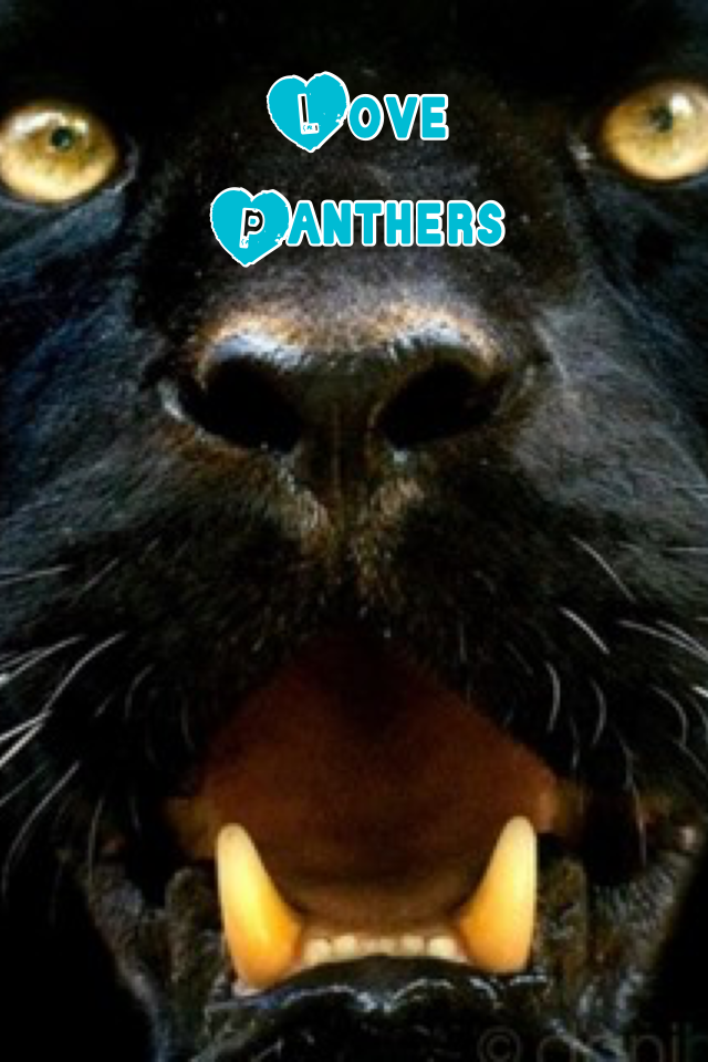 Panthers!🐯