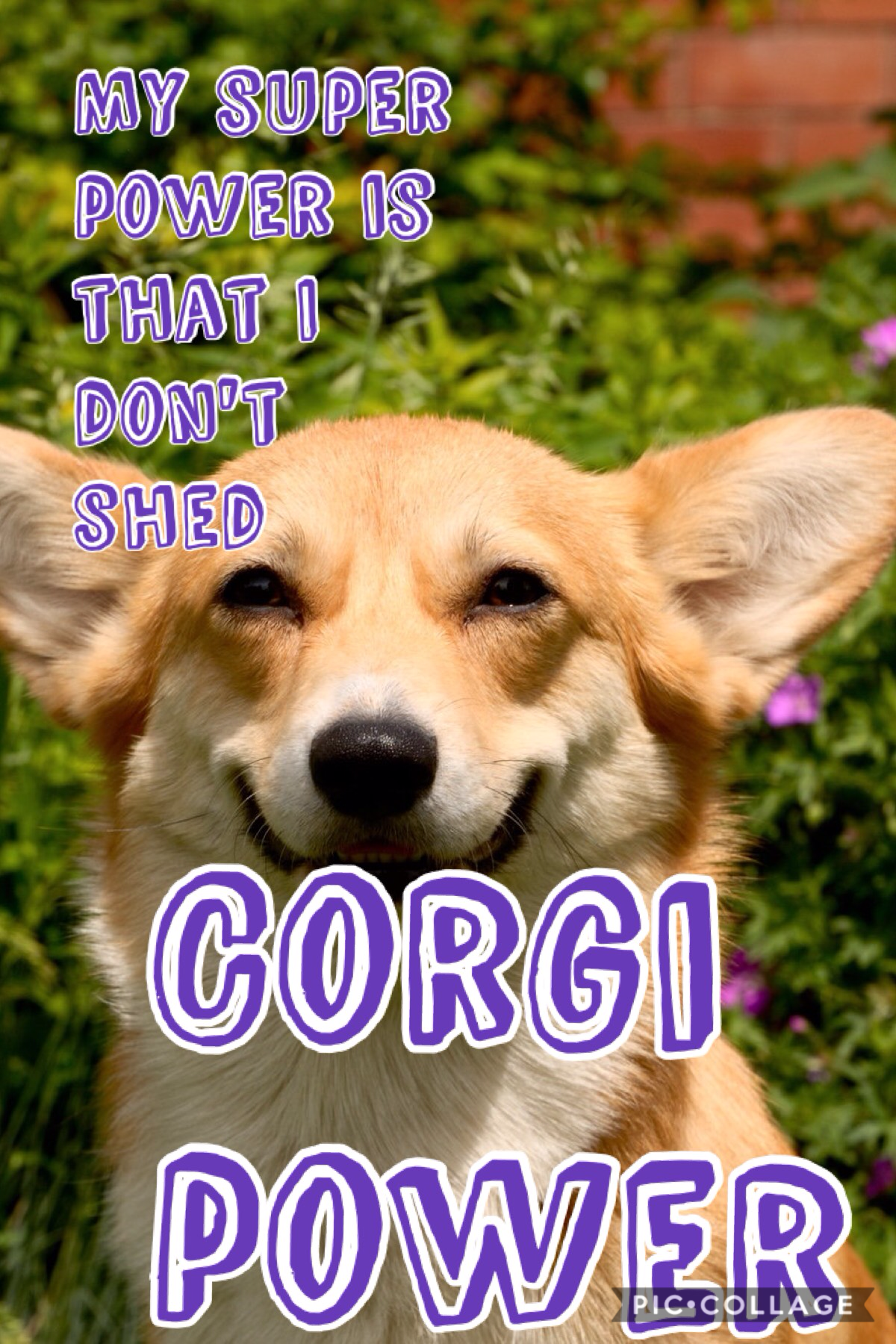 Tap
I really want a corgi
#corgipower